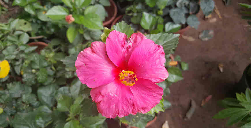 gudahal flower