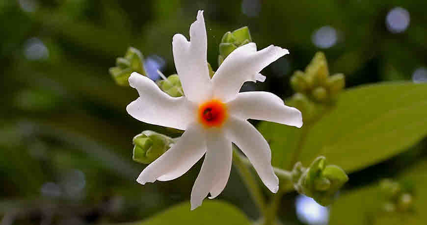 night Jasmin medicinal use