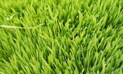 wheatgrass health benefits