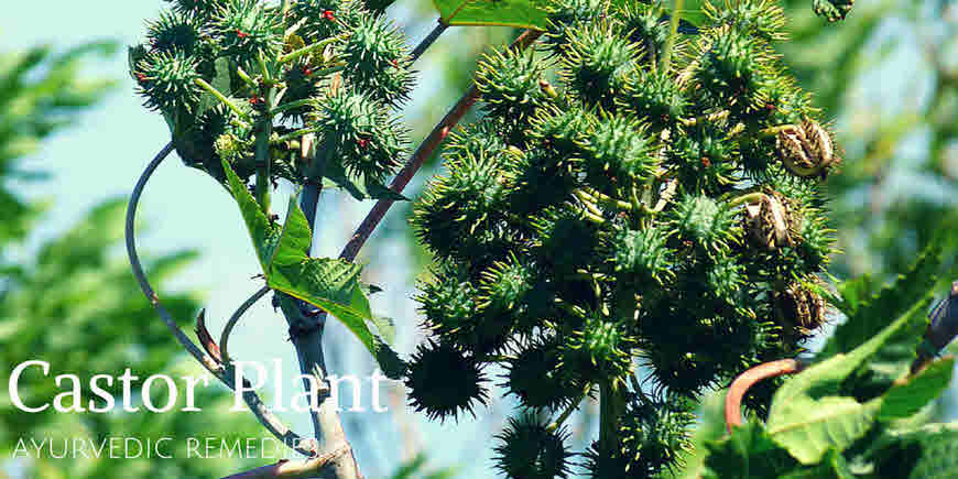 castor medicinal uses