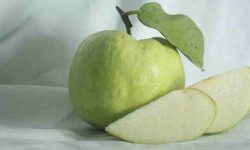 guava medicinal uses