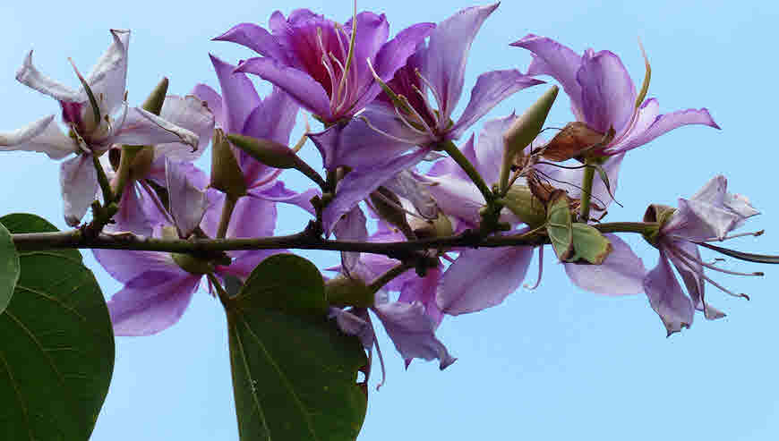 Kachnar flower