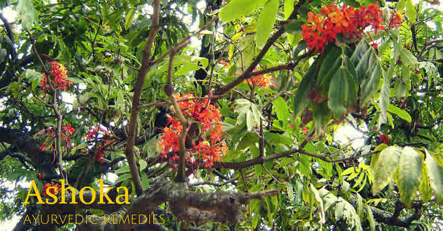 ashoka tree