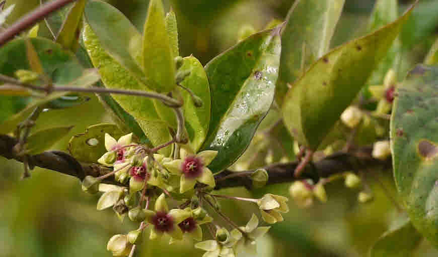 anantmool plant