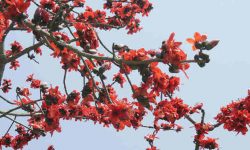 semal tree