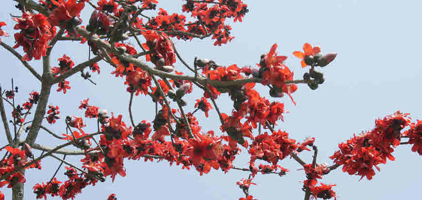 Medicinal Use Of Semal Or Silk Cotton Tree Bimbima