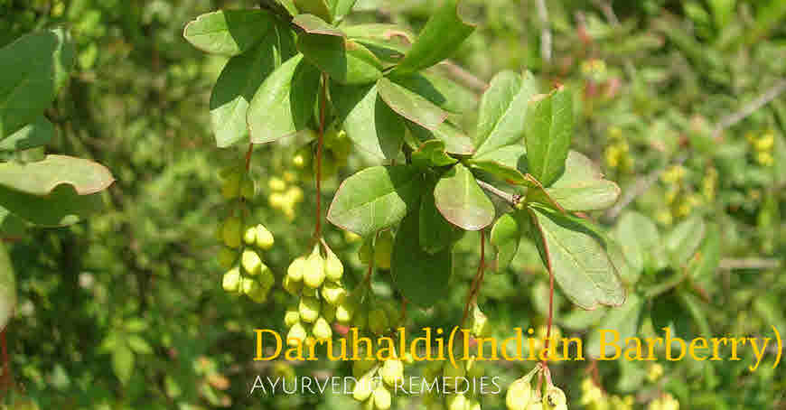 Daru haldi