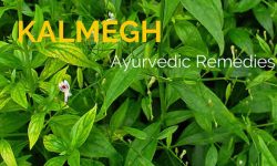 kalmegh plant health benefits