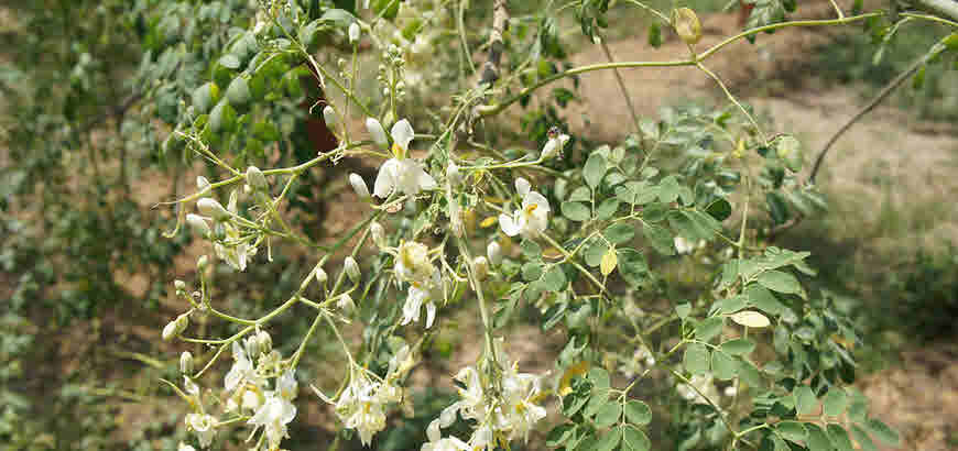 Moringa Flower