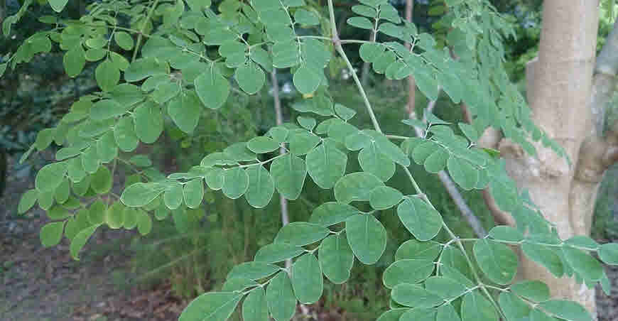 Moringa leaves