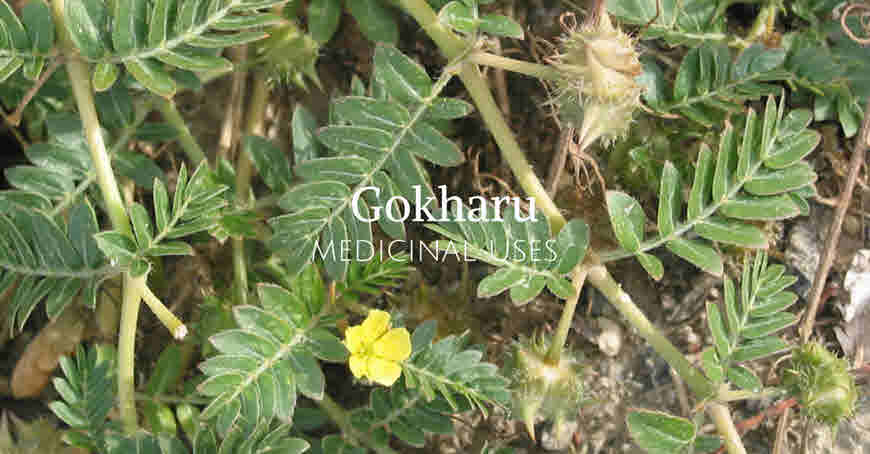 Gokharu medicinal usage