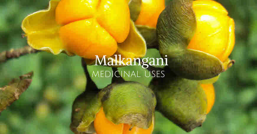 malkangani medicinal usage