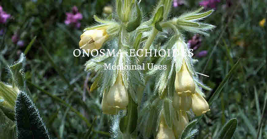 onosma echioides medicinal uses