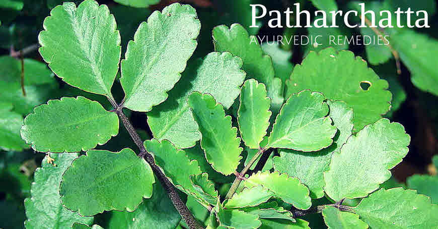 Medicinal Use Of Patharchatta Or Kalanchoe Pinnata Bimbima