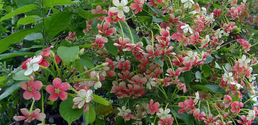 Piluki (Marathi: पिळुकी), Combretaceae (rangoon creeper fam…