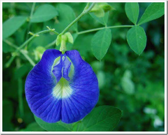 aparajita herb medicinal uses