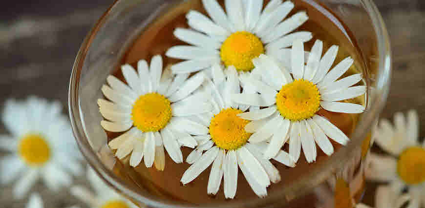 Chamomile flower