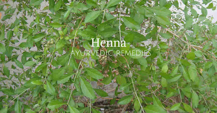 henna leaves