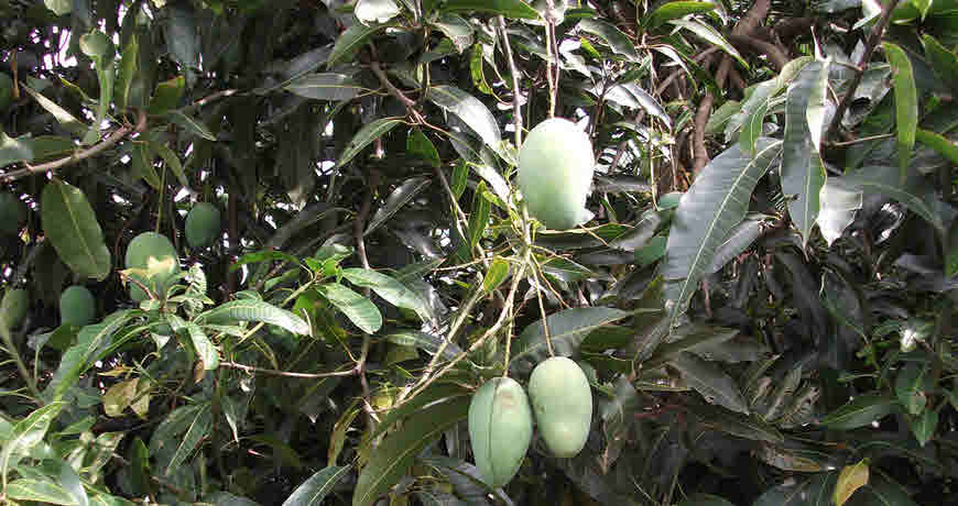 mango leaves medicinal usage