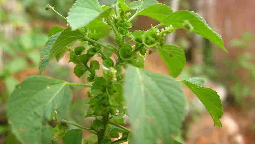 indian acalypha medicinal uses