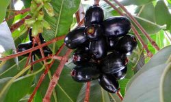 Jamun tree