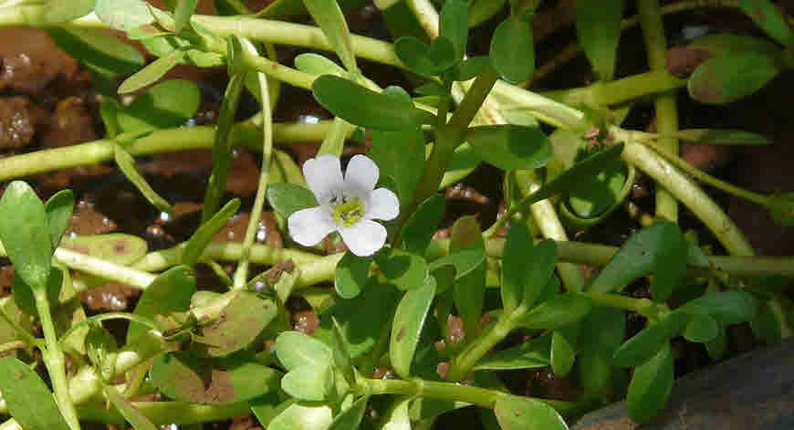 Brahmi medicinal uses