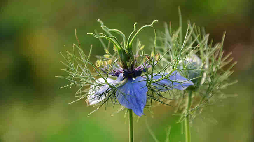 Nigella Sativa flower