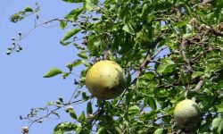 Bael leaf medicinal usage