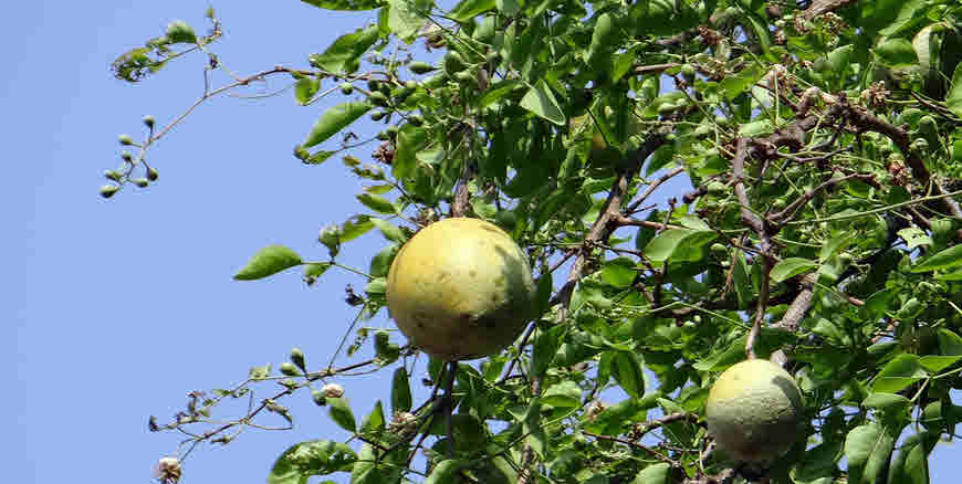 Bael leaf medicinal usage