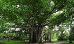 banyan tree