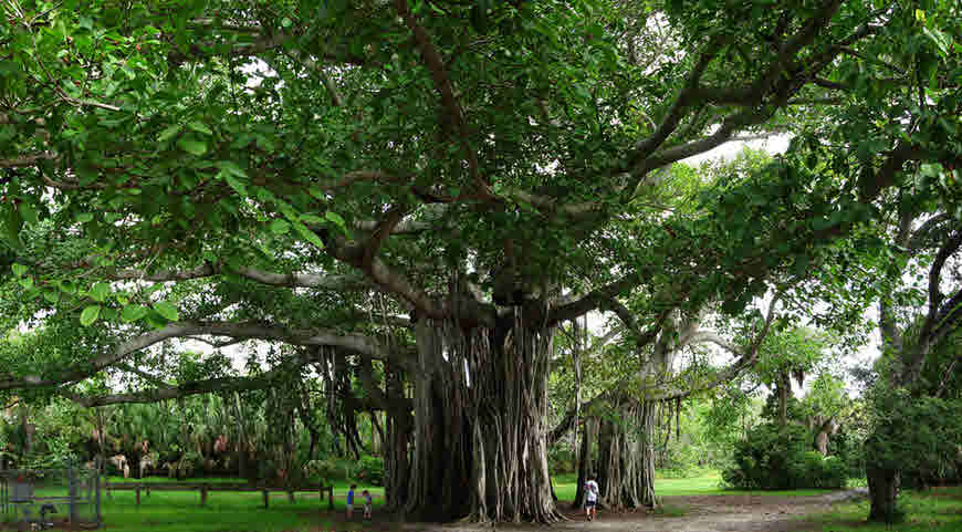 banyan tree