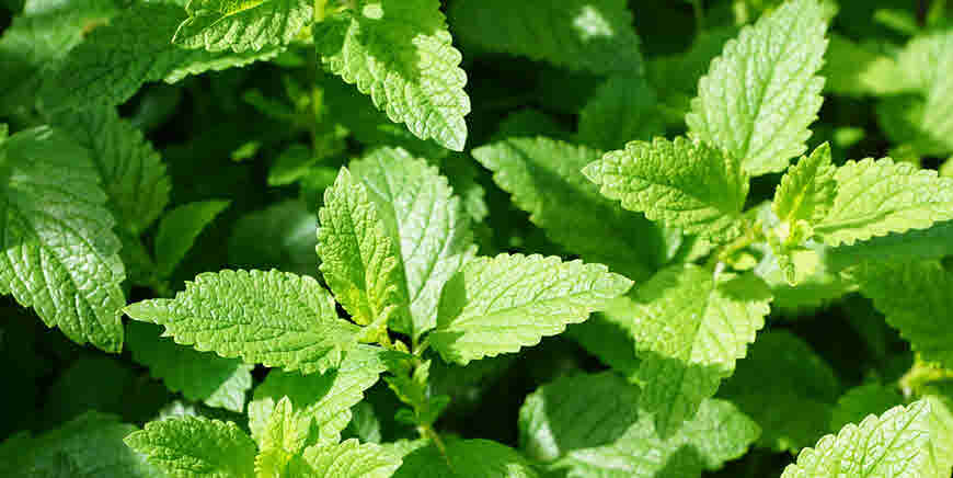 mint leaves medicinal uses