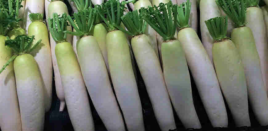 Radish to treat piles