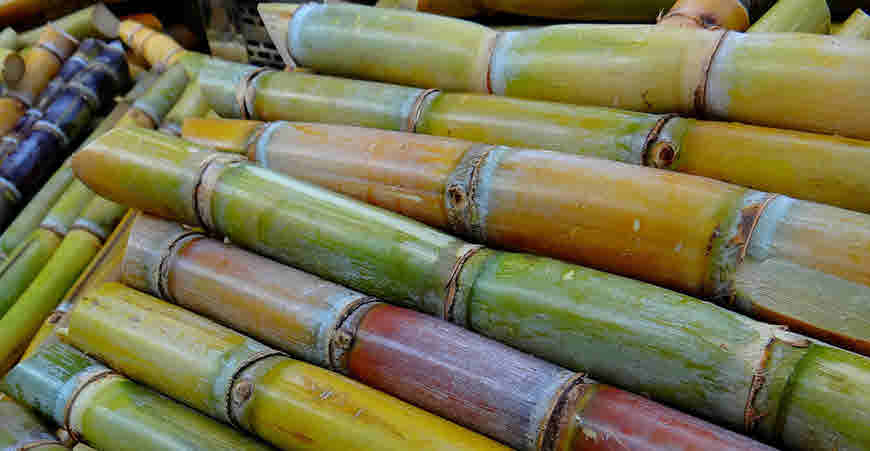 sugar cane health benefits