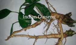 ashwagandha root