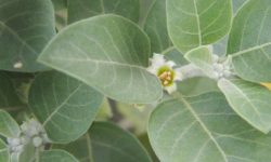 ashwagandha leaves