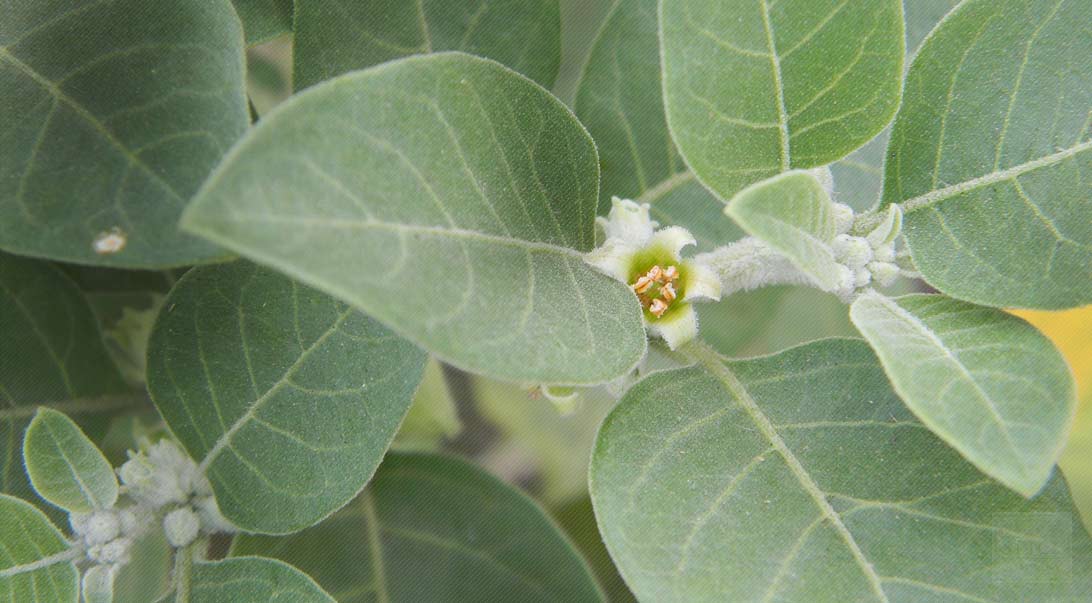 ashwagandha leaves