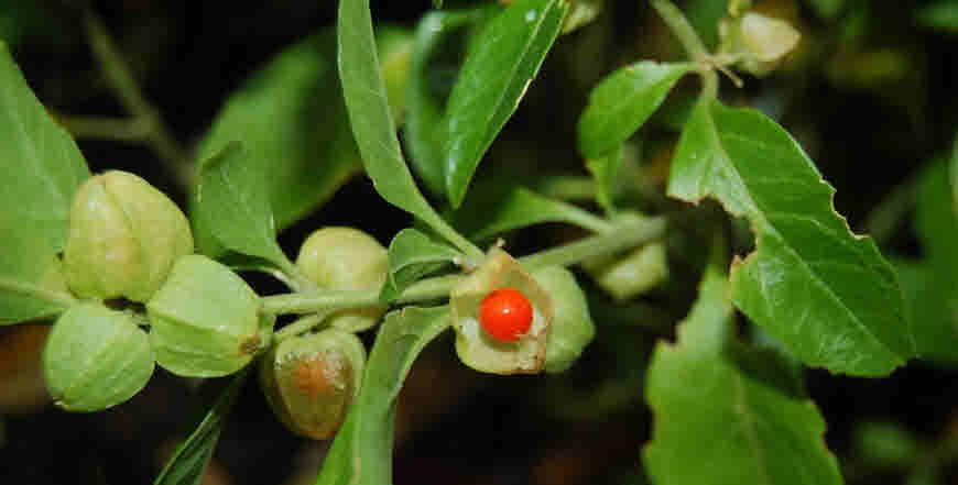 ashwagandha plant