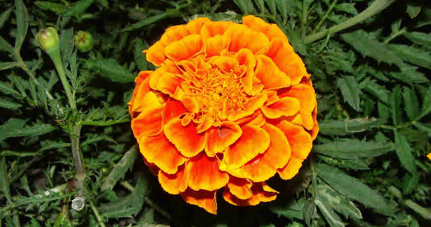 Know The Marigold Flower Bimbima