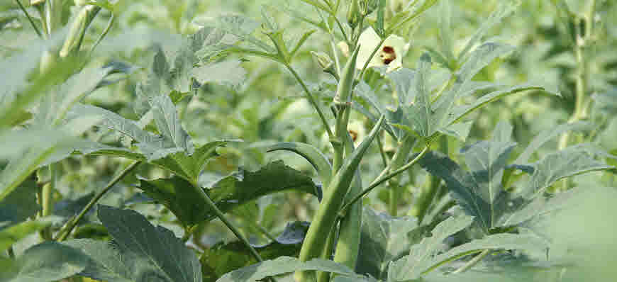 okra medicinal uses