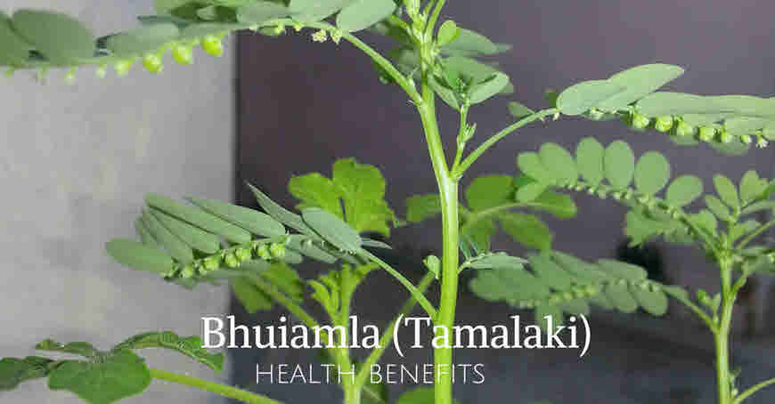 bhui amla