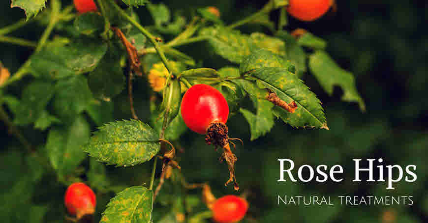 Rose Hips Benefits And Medicinal Uses Bimbima