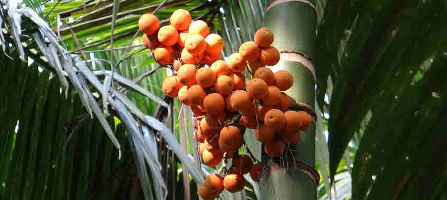 supari fruit