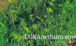 dill herb