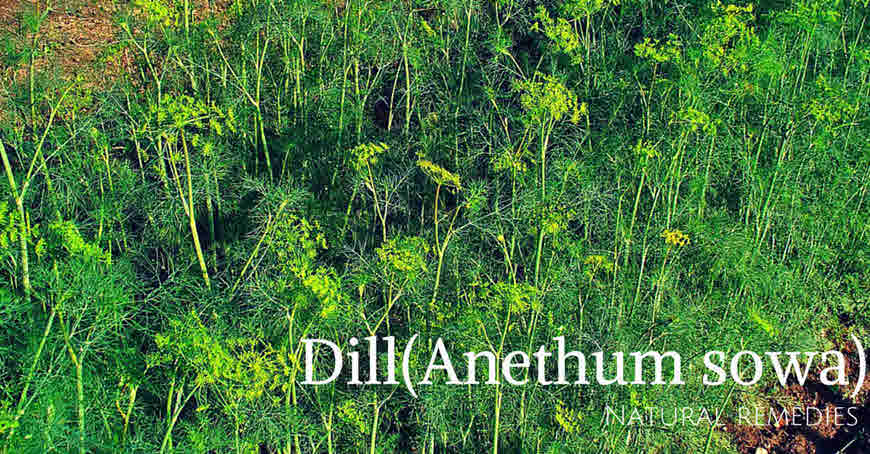 dill herb