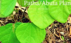 patha plant