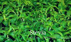 stevia plant