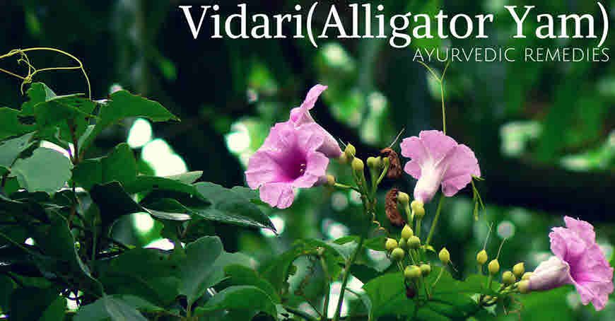 vidari medicinal uses