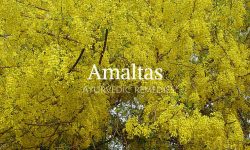 amaltas tree medicinal propertes