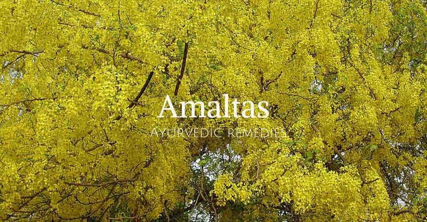 amaltas tree medicinal propertes